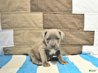 Cane Corso dogs Cara - Ad 2