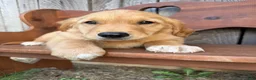 Golden Retriever dogs for sale: Bo  - Ad 10
