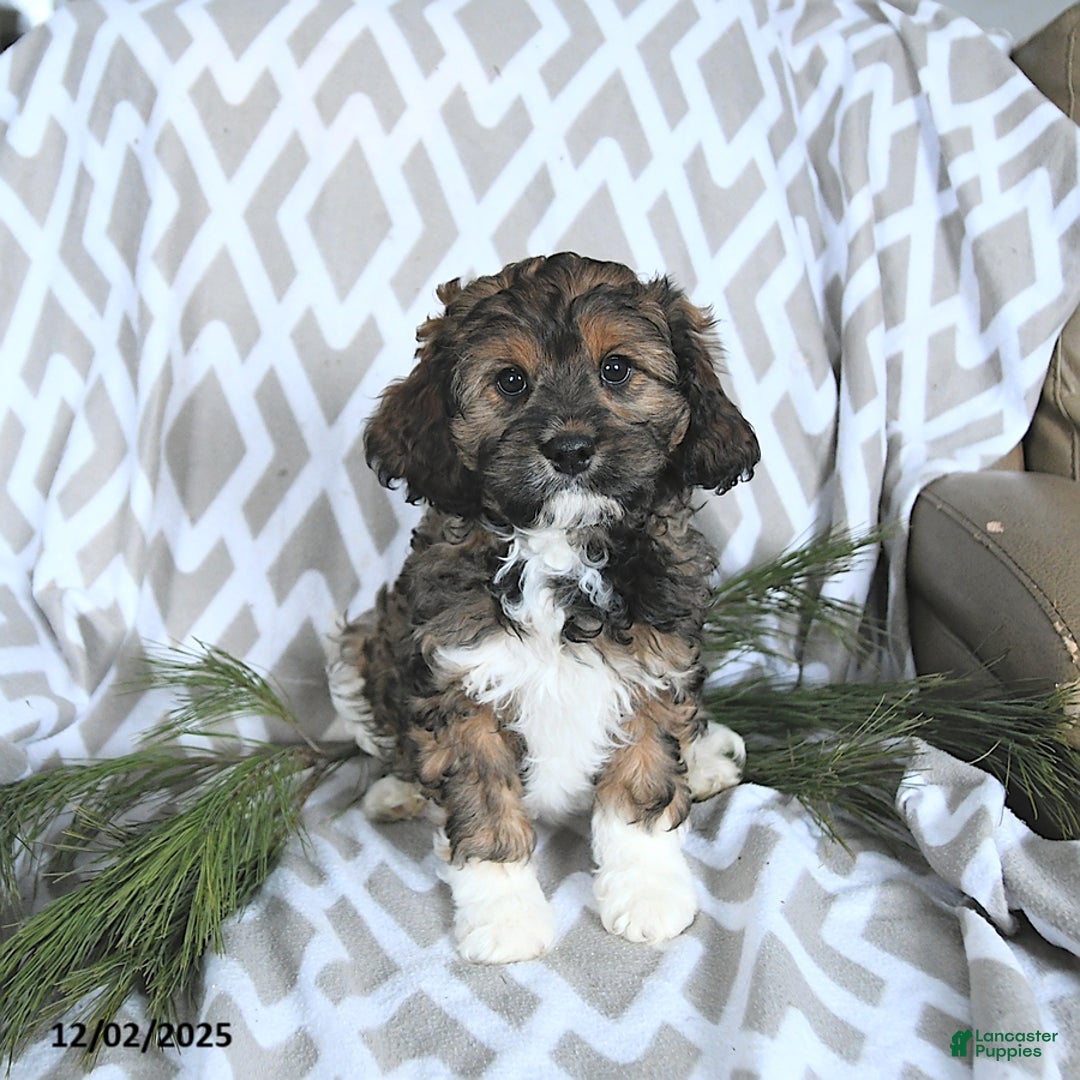 Cavapoo dogs for sale: Santa   - Ad 3