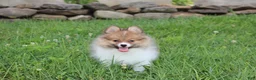 Pomeranian dogs for sale: Theo - Ad 18
