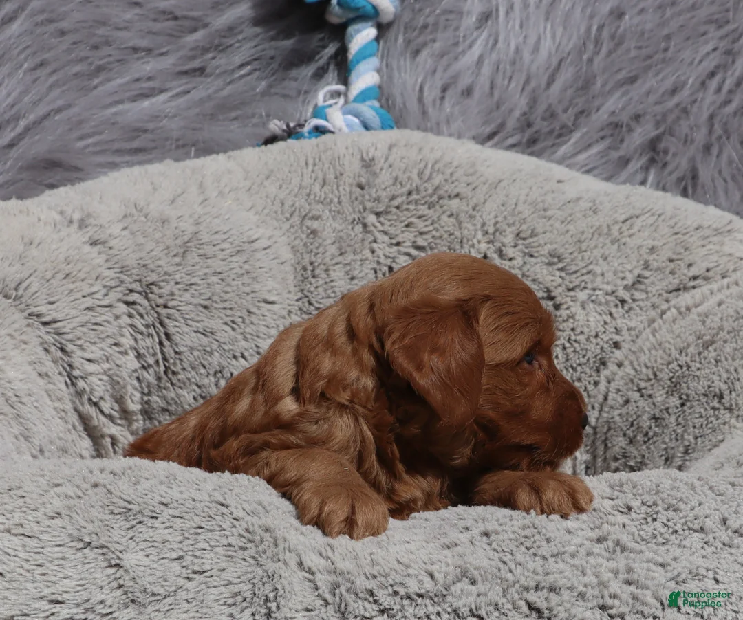 Mini Goldendoodle dogs for sale: Mason 💙 GenClearParents - Ad 2