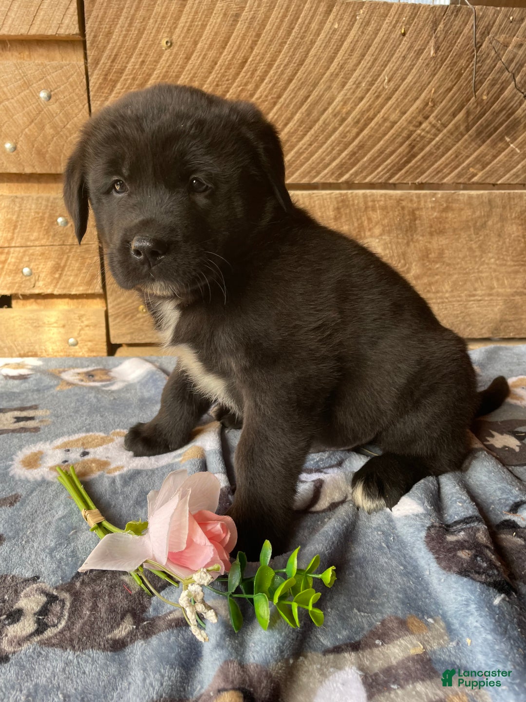 Mixed Breed dogs for sale: Aspen - Ad 3