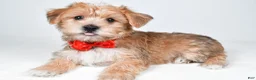 Morkie dogs for sale: Gary - Ad 8