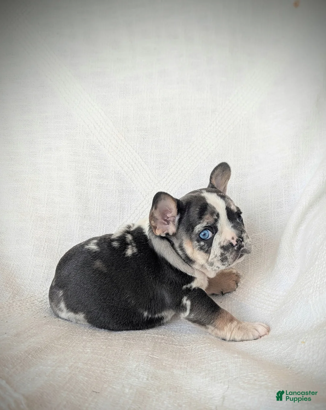 French Bulldog dogs for sale: Luna - Ad 1
