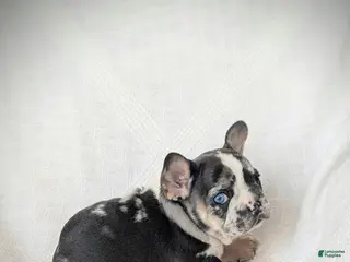 French Bulldog dogs Luna - Ad 6