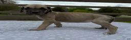 Great Dane dogs for sale: Ditalini (Purple) - Ad 8