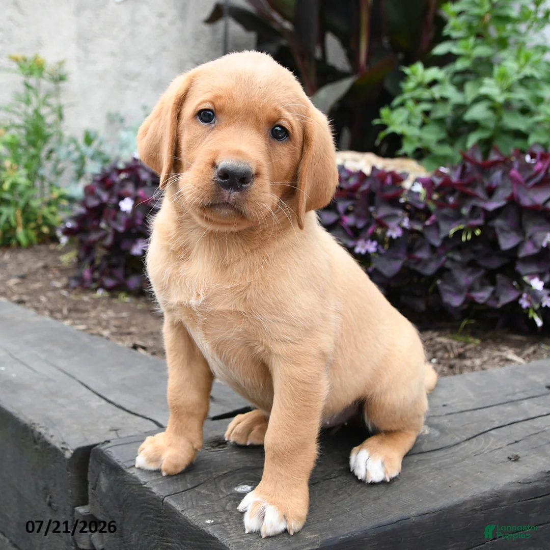 Labrador Retriever dogs for sale: Lark - Ad 1