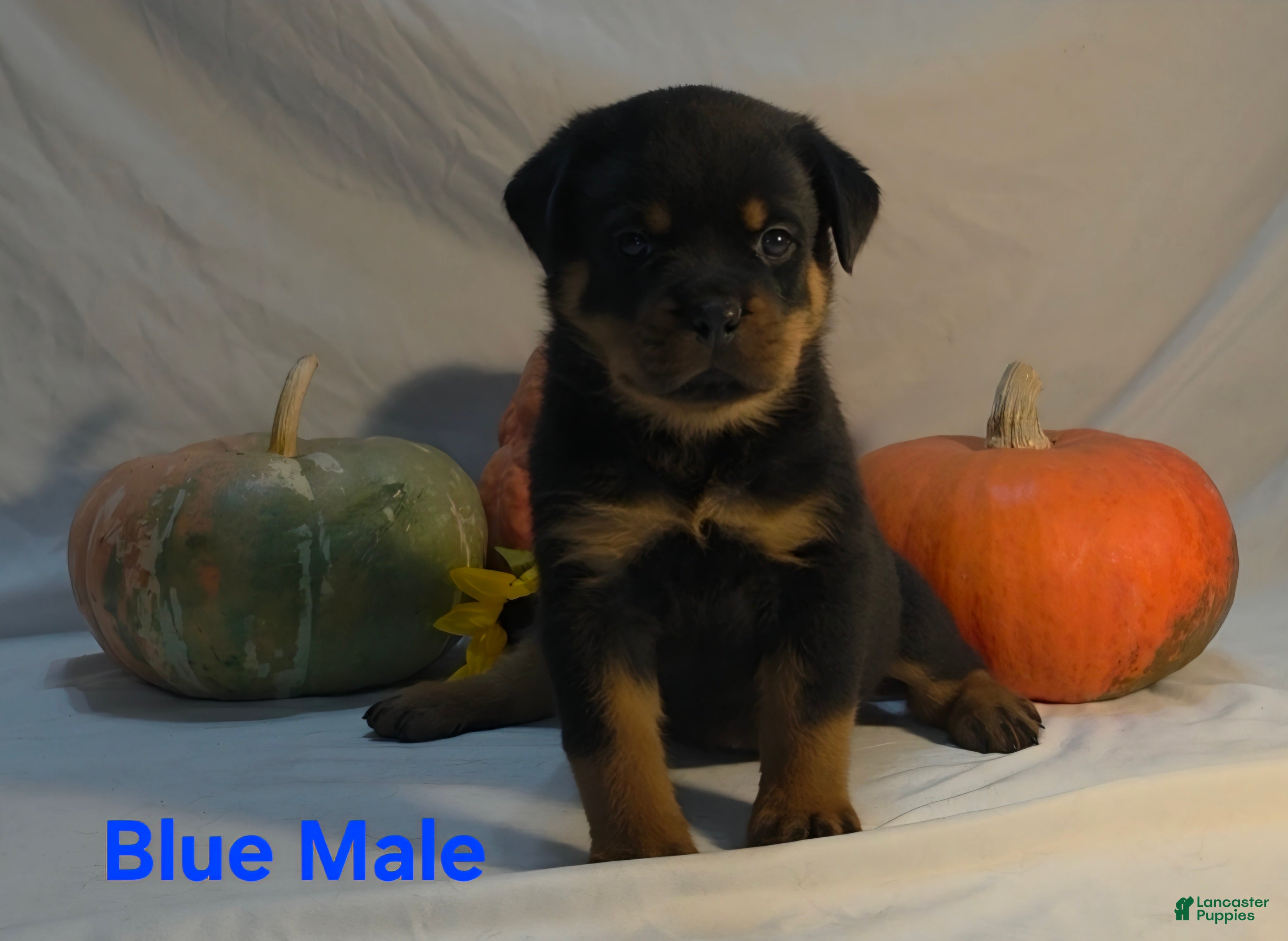Rottweiler dogs Blue male - Ad 1