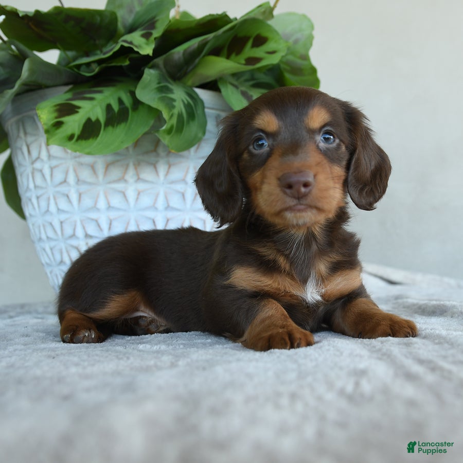 Dachshund dogs for sale: Lloyd - Ad 2