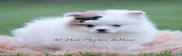 Pomeranian dogs for sale: Remi - Ad 3