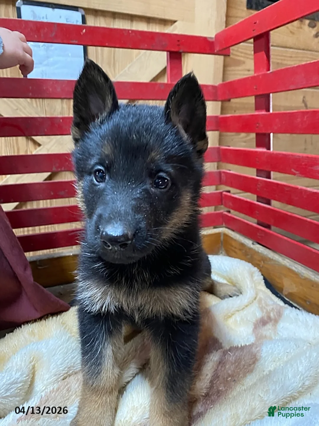 German Shepherd dogs for sale: Theresa - Ad 1