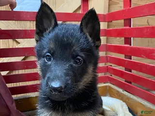 German Shepherd dogs for sale: Theresa - Ad 2