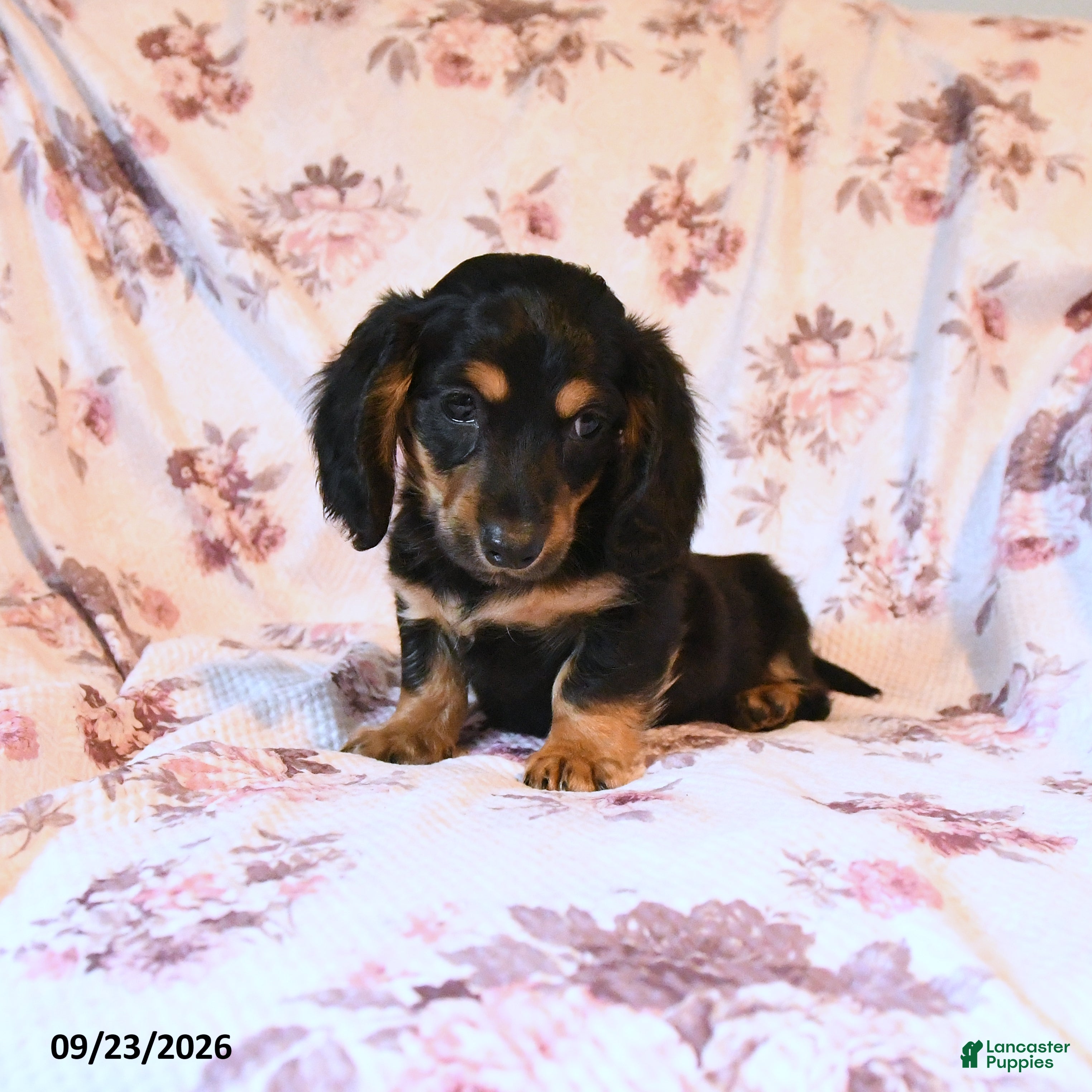 Miniature Dachshund dogs Jerry - Ad 1