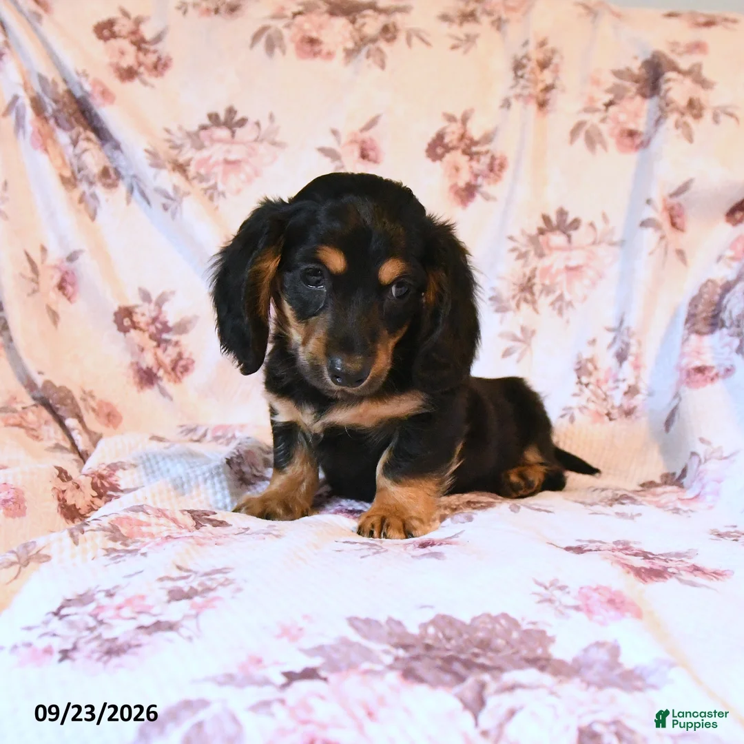 Miniature Dachshund dogs for sale: Jerry - Ad 1