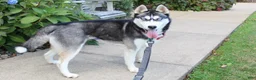Siberian Husky dogs for sale: Timber - Ad 9
