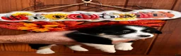 Welsh Corgi Pembroke dogs for sale: Welsh Corgi Pembroke 1 - Ad 3