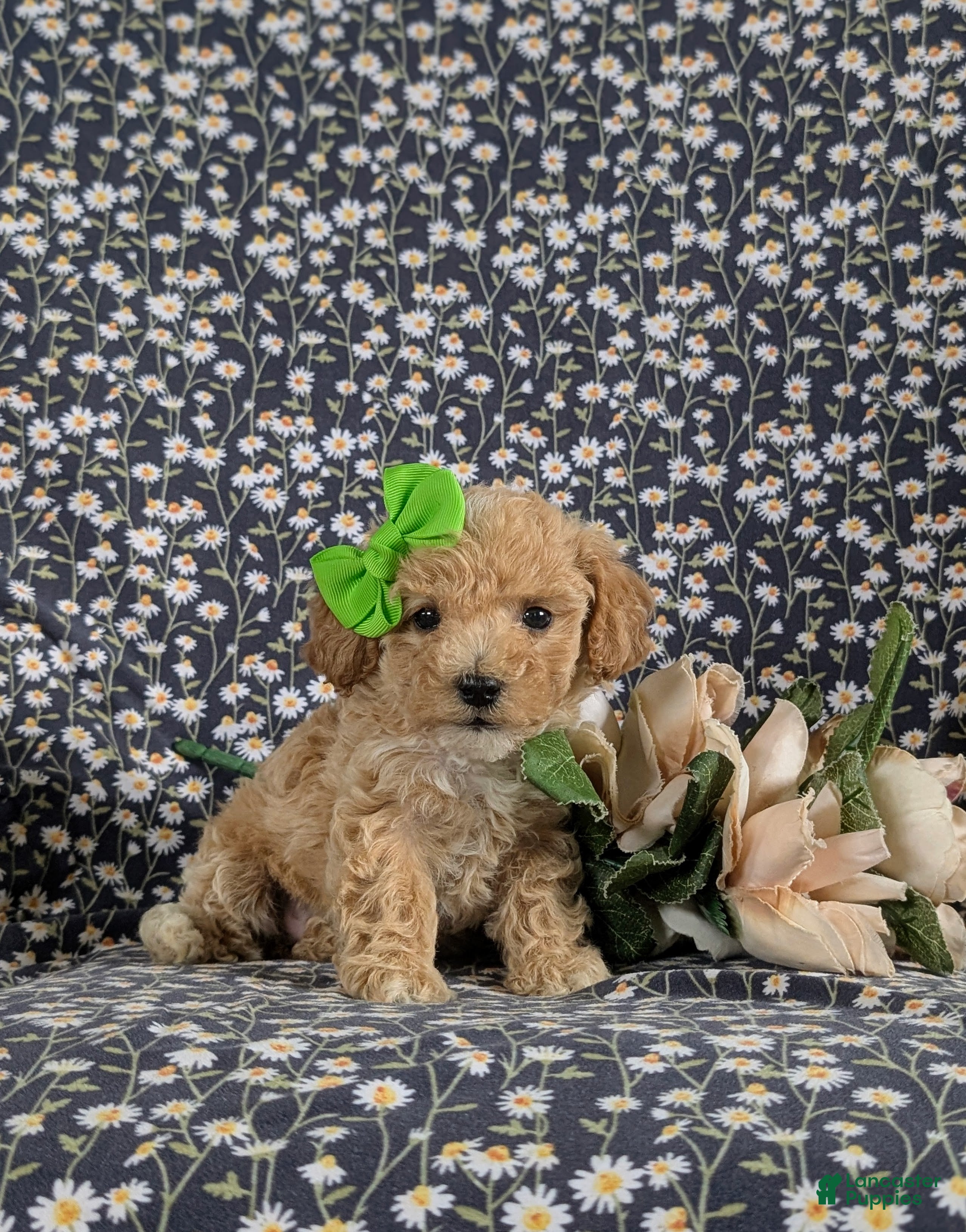 Bichpoo dogs for sale: Rosie 9 lbs Full Grown - Ad 2