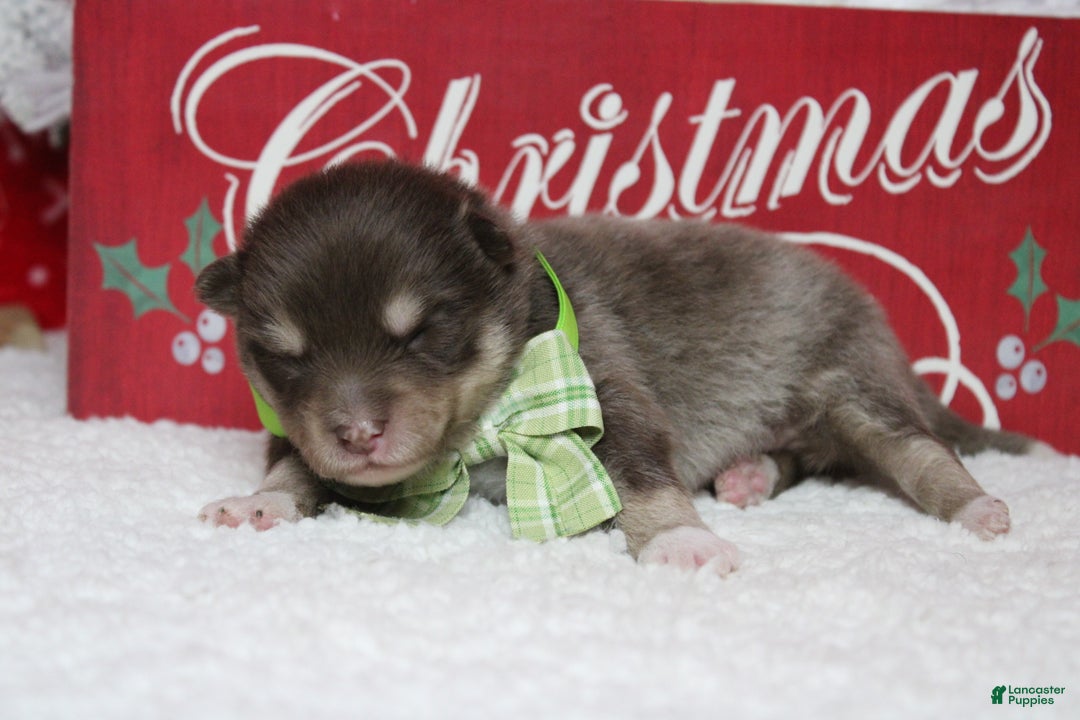 Pomsky dogs for sale: Duey  - Ad 7