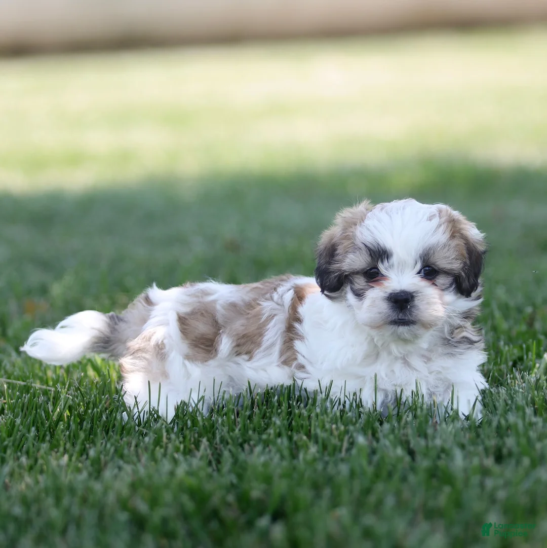 Teddy Bear dogs for sale: Tank Teddy Bear Puppy  - Ad 4