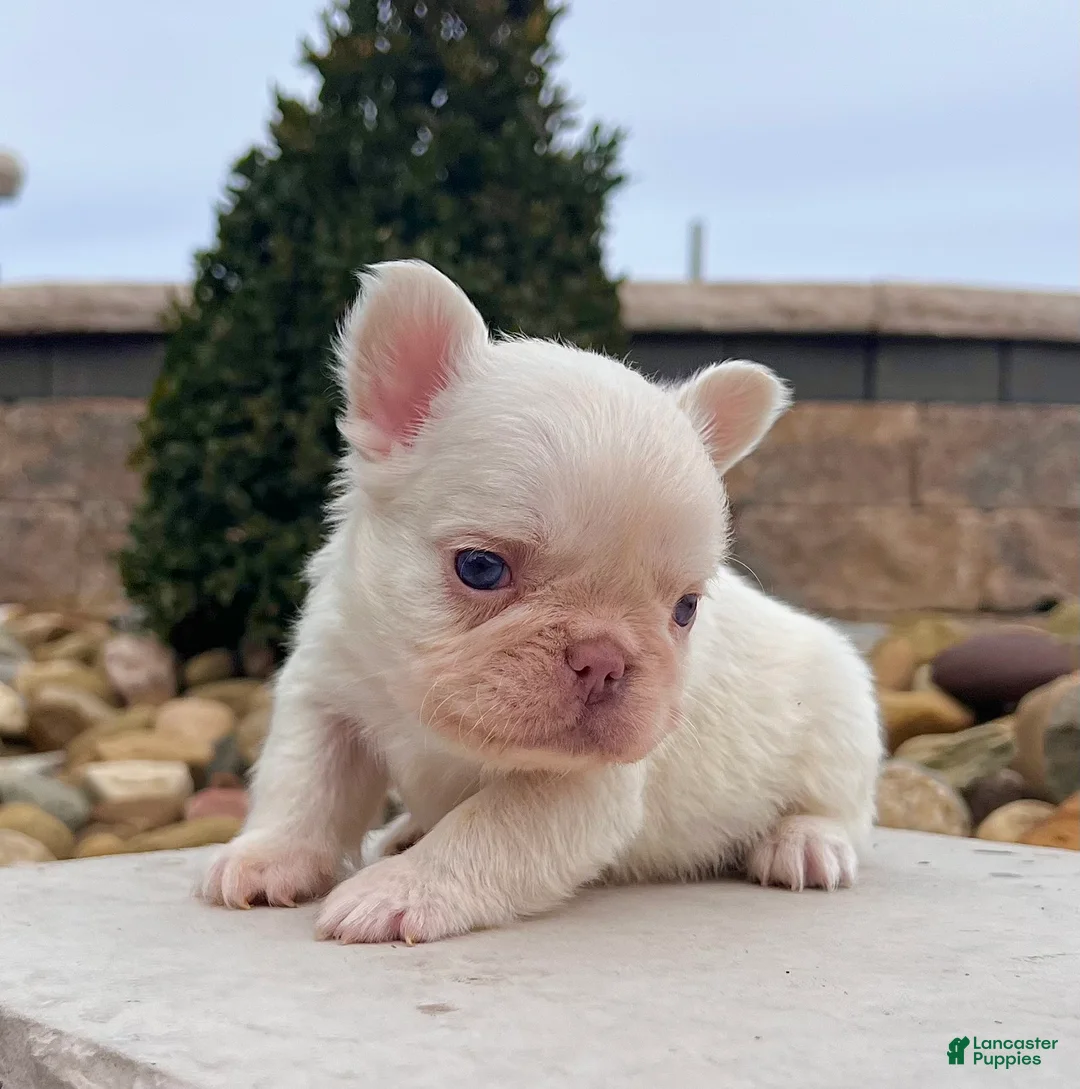 French Bulldog dogs for sale: Loki - Ad 1