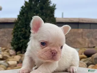 French Bulldog dogs Loki - Ad 42