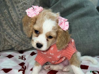 Mixed Breed dogs Mixed Breed Puppy 1 - Ad 30