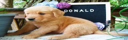 Golden Retriever dogs for sale: Donald - Ad 5