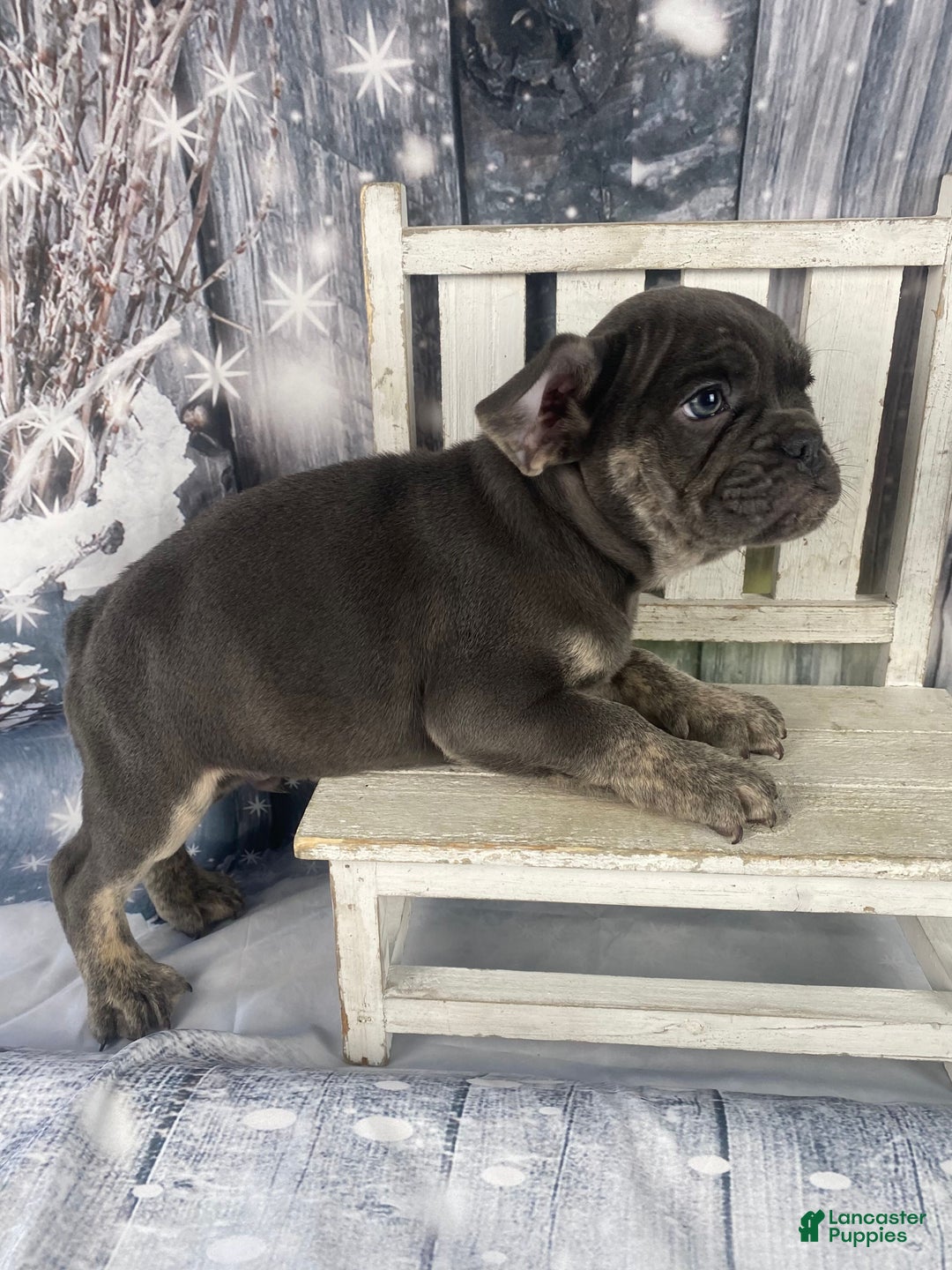 Mixed Breed dogs for sale: Billy - Ad 5