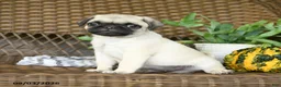 Pug dogs for sale: Nugget - Ad 3
