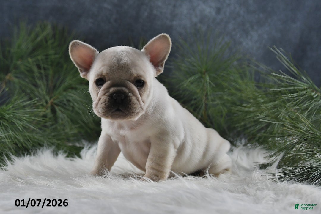 French Bulldog dogs for sale: Alonzo - Ad 5