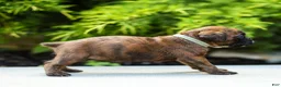 Boxer dogs for sale: Lori Boxer Puppy  - Ad 13