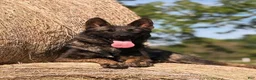 Mixed Breed dogs for sale: Mixed Breed 1 - Ad 2
