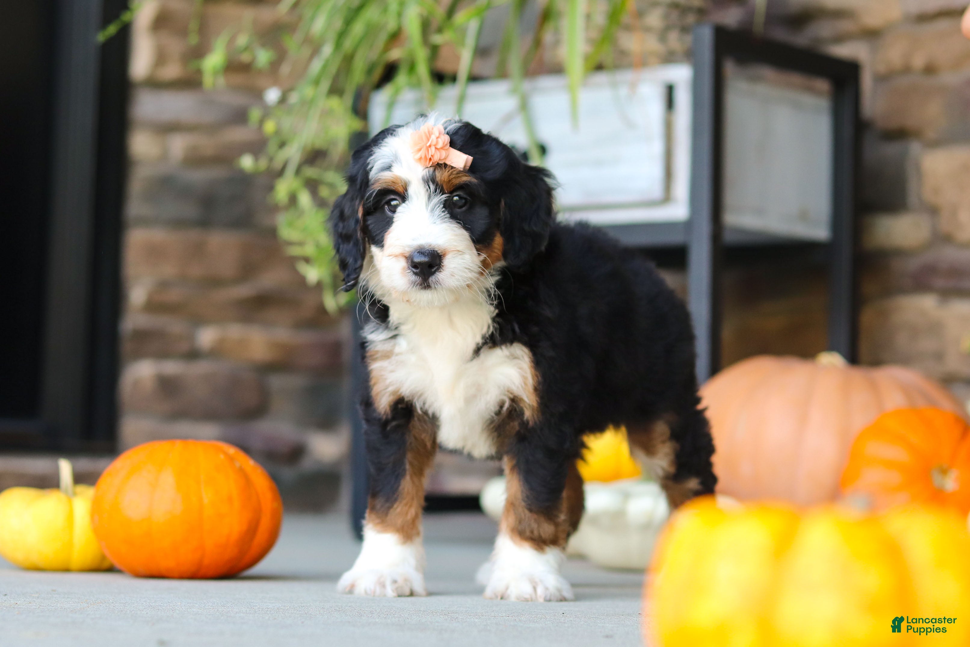 Mini Bernedoodle dogs Nova🌸 - Ad 2