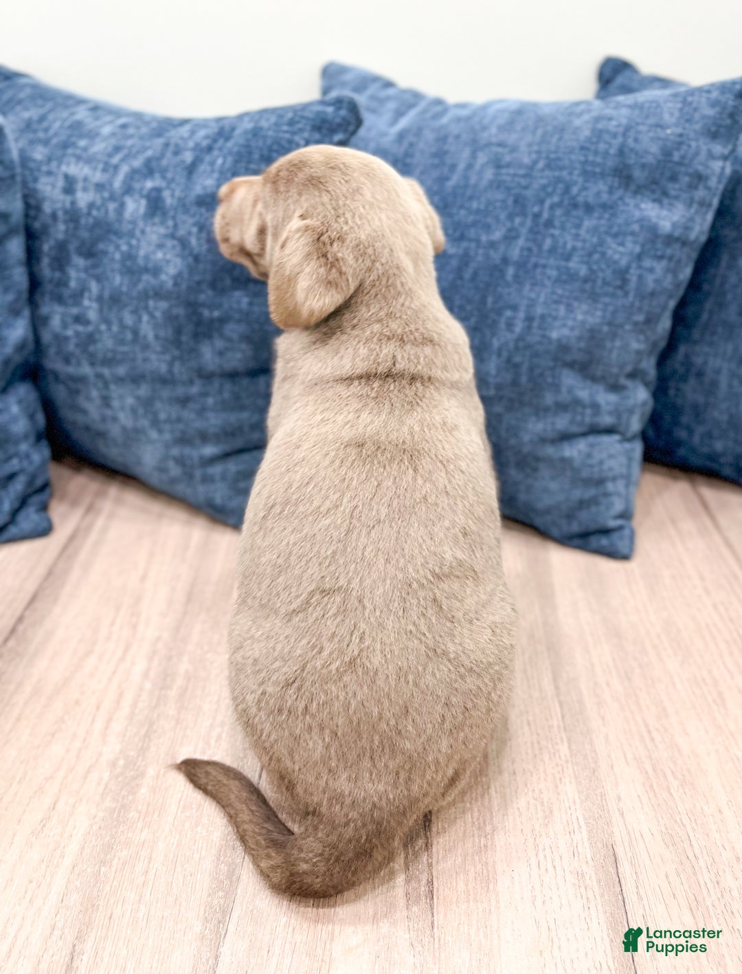 Labrador Retriever dogs for sale: Misty - Ad 4