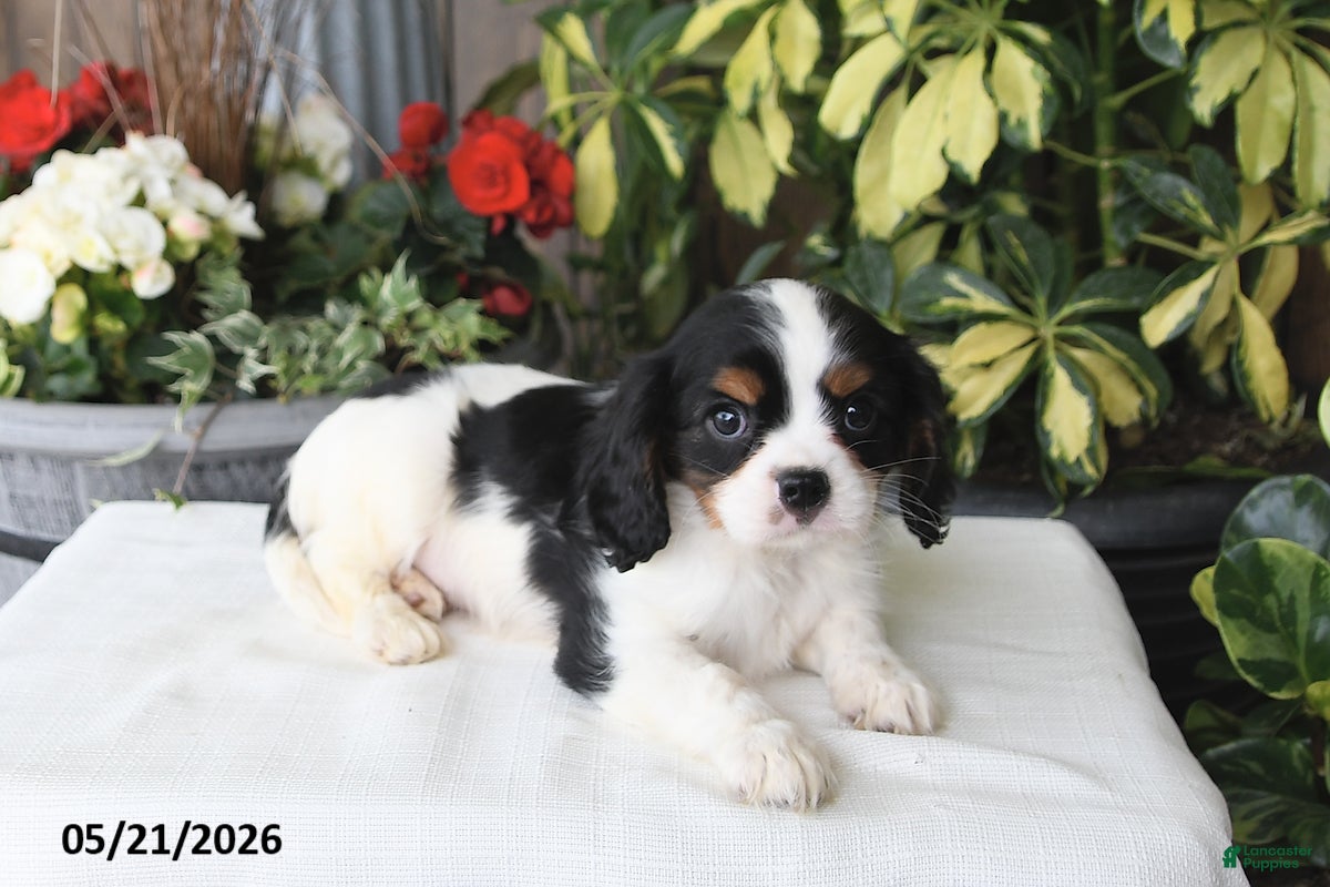 Cavalier King Charles Spaniel dogs Jackson - Ad 2