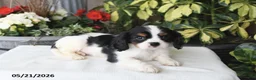 Cavalier King Charles Spaniel dogs for sale: Jackson - Ad 2