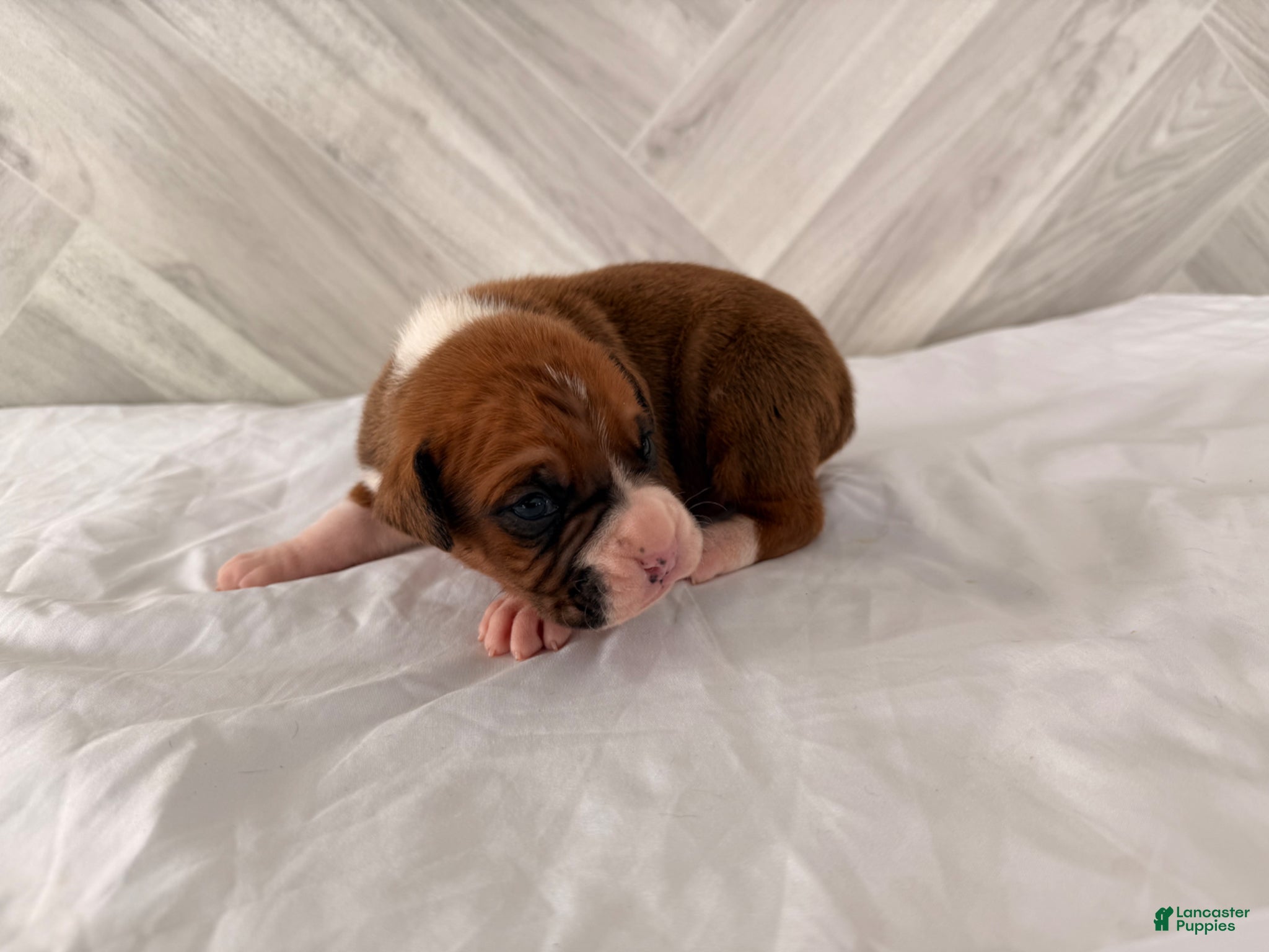 Boxer dogs Champ  - Ad 29