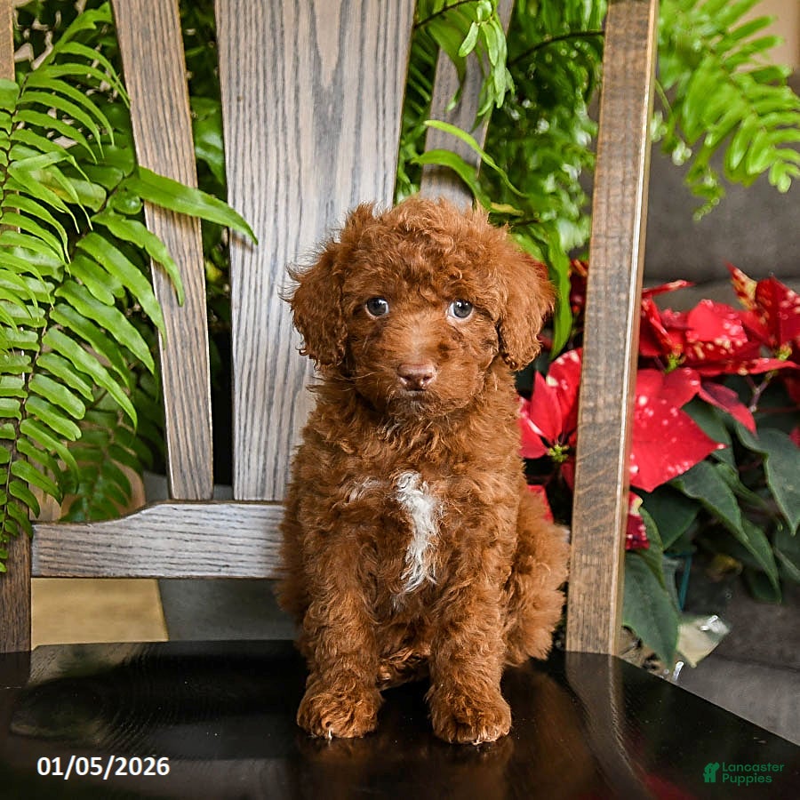 Toy Poodle dogs Wonton - Ad 31