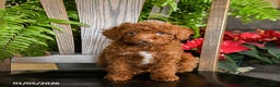 Toy Poodle dogs for sale: Wonton - Ad 1
