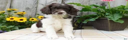 Cockapoo dogs for sale: Hazel  - Ad 2