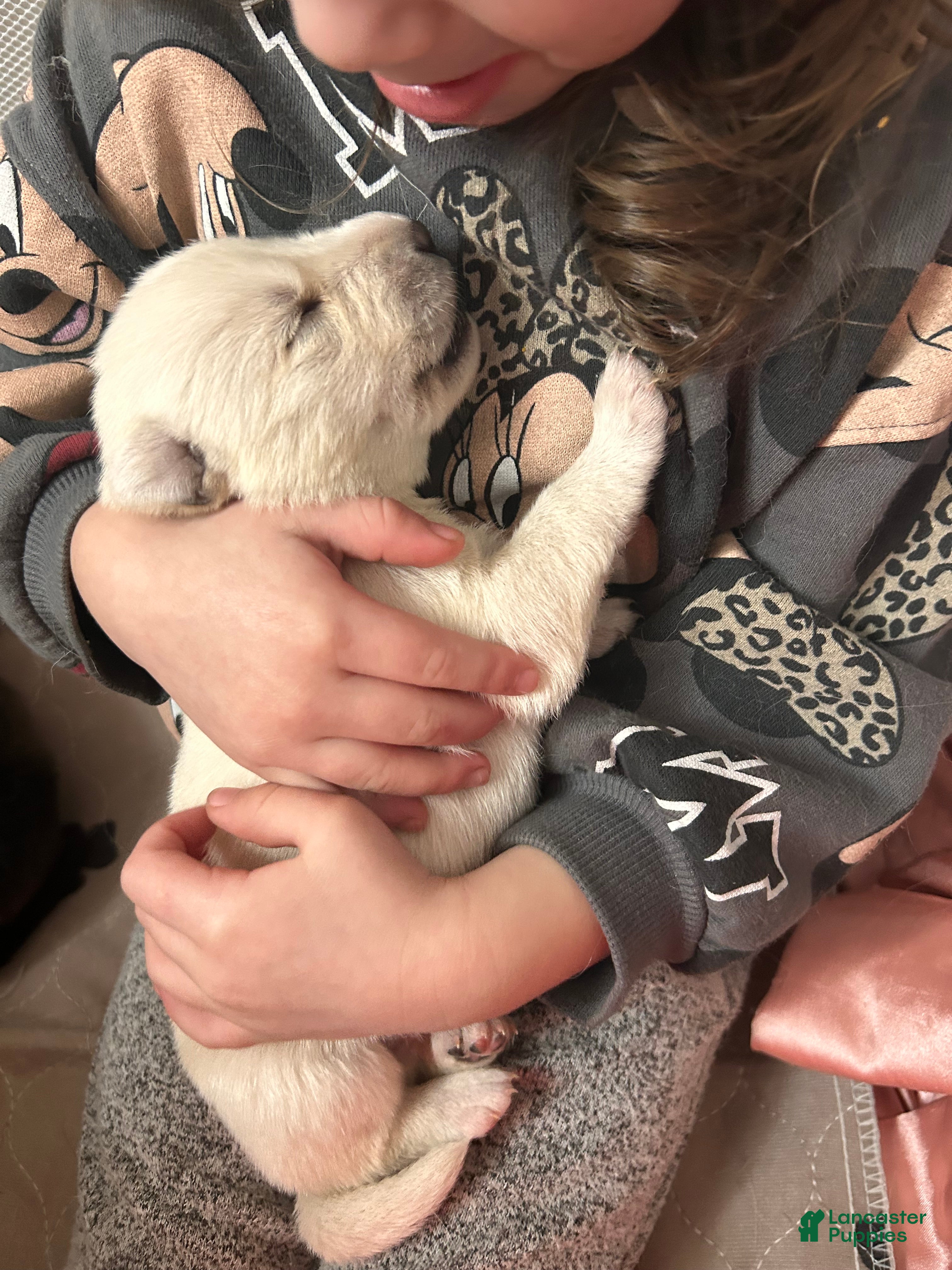 Gerberian Shepsky dogs Gerberian Shepsky Puppy 1 - Ad 18