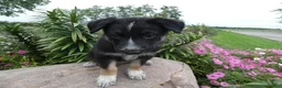 German Shepherd dogs for sale: German Shepherd Leo 6 - Ad 3