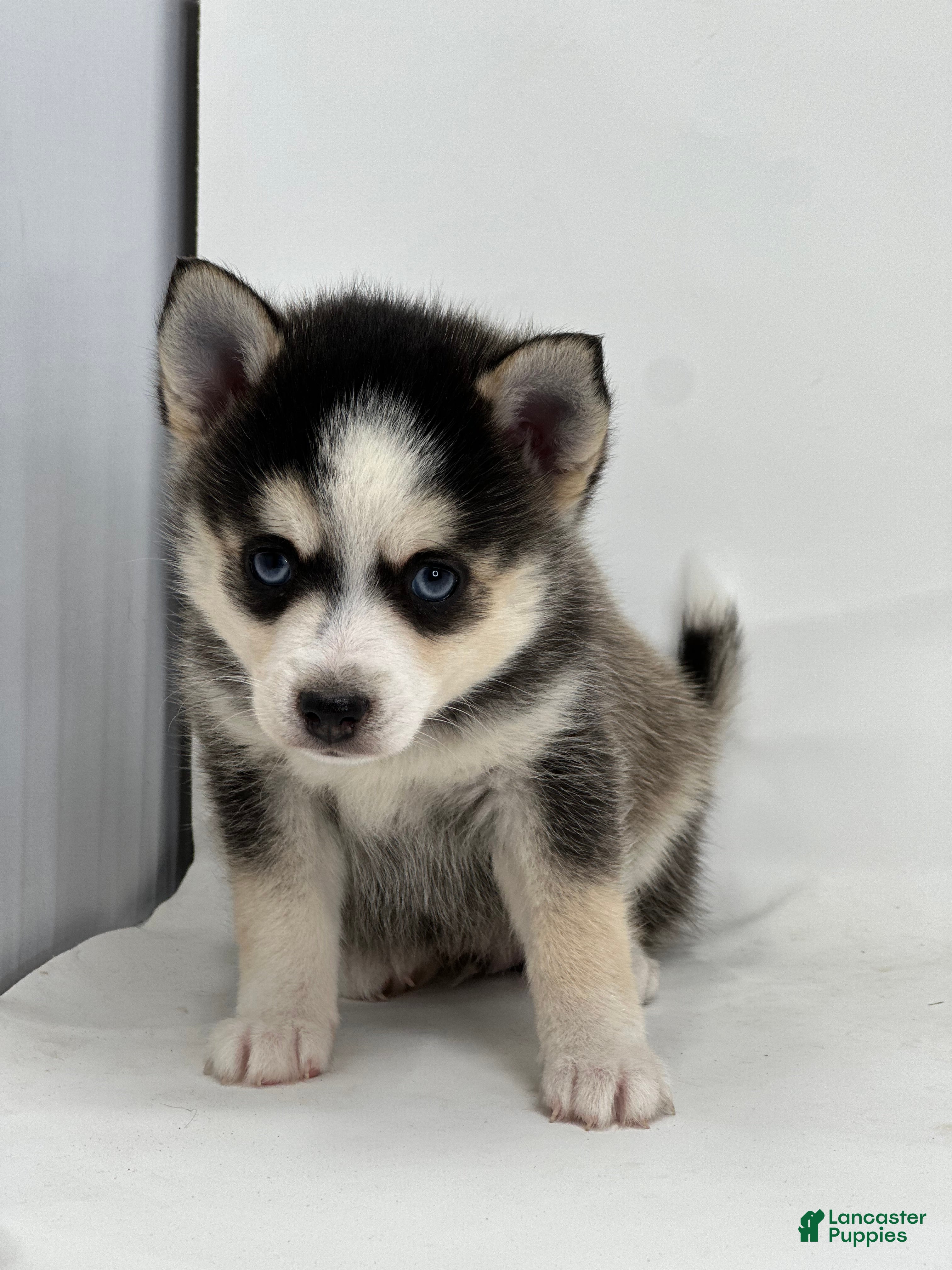 Pomsky dogs Brian - Ad 4