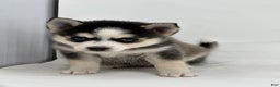 Pomsky dogs for sale: Brian - Ad 1