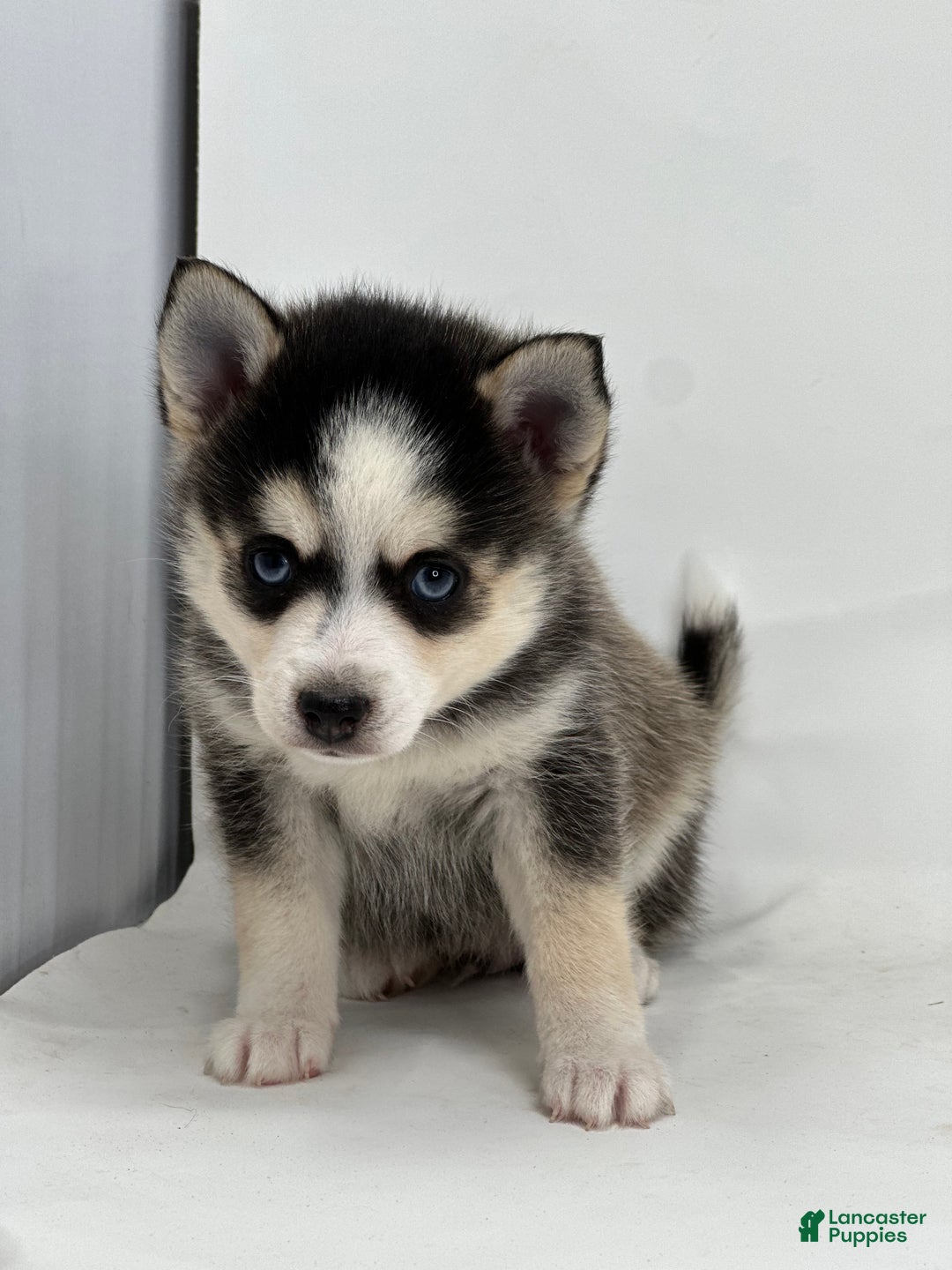 Pomsky dogs for sale: Brian - Ad 1
