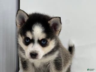 Pomsky dogs Brian - Ad 4