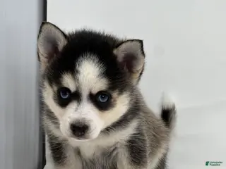 Pomsky dogs Brian - Ad 7