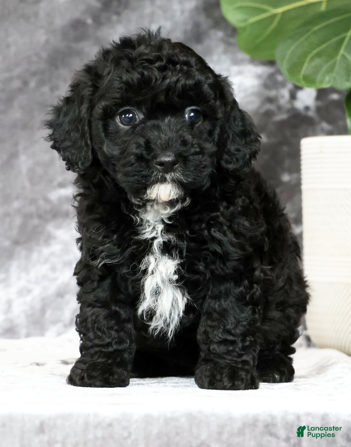 Havapoo dogs Daisy - Ad 2