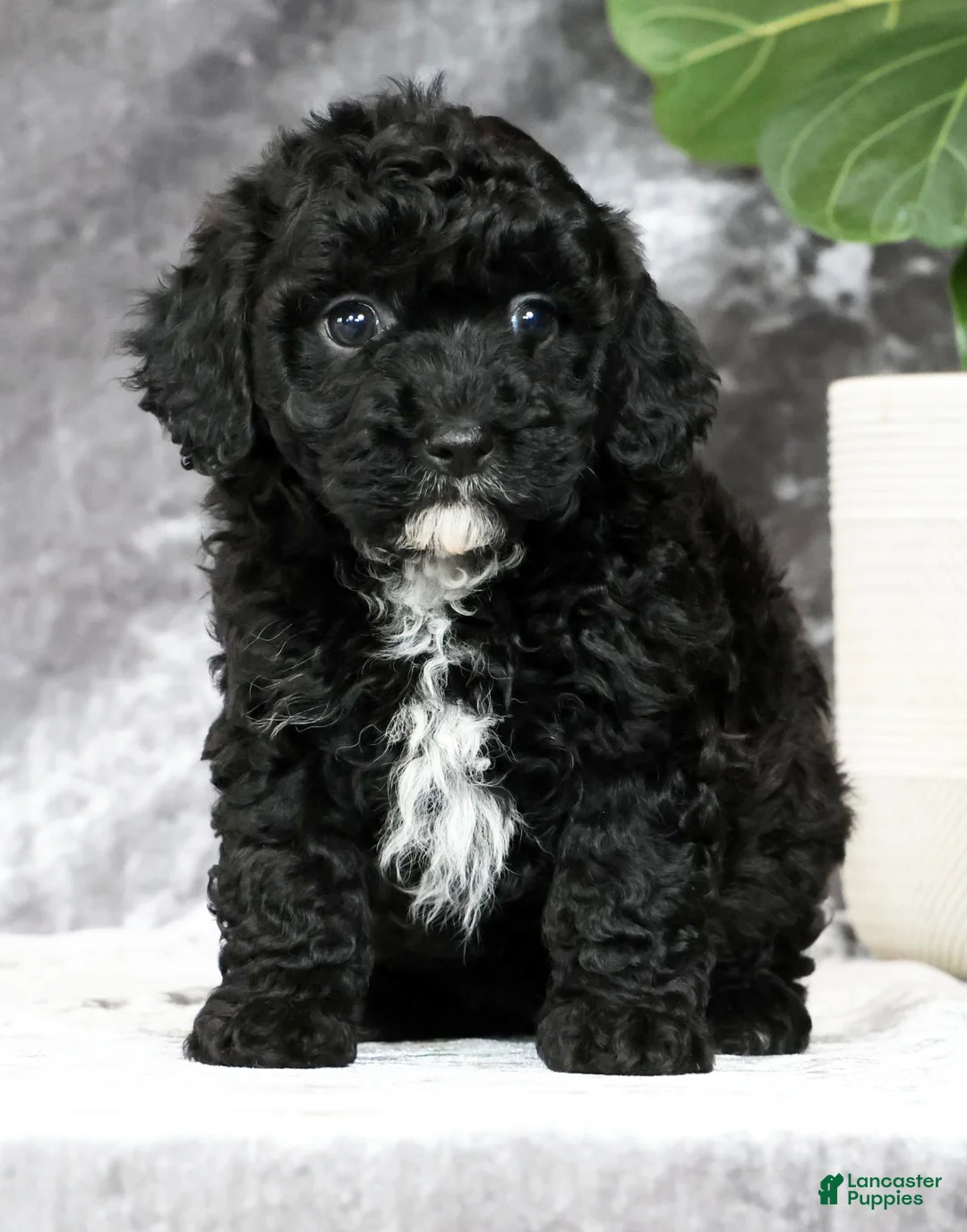 Havapoo dogs for sale: Daisy - Ad 2