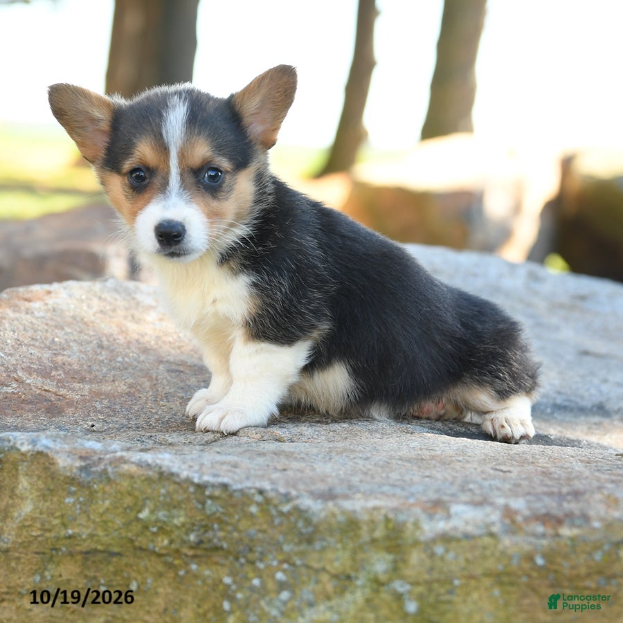 Welsh Corgi Pembroke dogs for sale: Harper - Ad 2